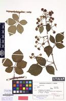 Isotype of Rubus anisacanthiopsis H.E.Weber [family ROSACEAE]