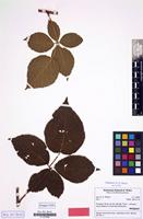 Isotype of Rubus nessensis subsp. cubirianus H.E.Weber [family ROSACEAE]