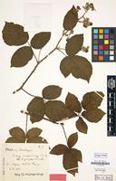 Lectotype of Rubus macrostachys P.J.Müll. [family ROSACEAE]