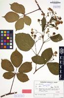 Isotype of Rubus lasiandrus H.E.Weber [family ROSACEAE]