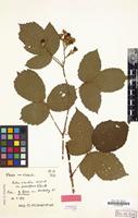 Lectotype of Rubus silvaticus var. persiciflorus Kük. [family ROSACEAE]