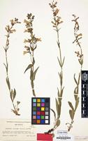 Isotype of Penstemon janishiae Pennell [family SCROPHULARIACEAE]