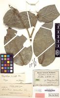 Type of Loranthus miniatus Elmer [family LORANTHACEAE]