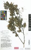 Isotype of Grevillea willisii R.V.Sm. & McGill. [family PROTEACEAE]