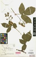 Isolectotype of Rubus infestus var. angustifrons Kük. [family ROSACEAE]