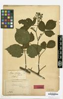 Type of Rubus guentheri Weihe & Nees ex Bluff & Fingerh. [family ROSACEAE]