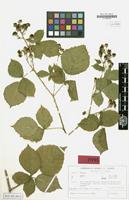 Isotype of Rubus franconicus H.E.Weber [family ROSACEAE]