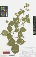 Isotype of Rubus crassidens H.E.Weber [family ROSACEAE]