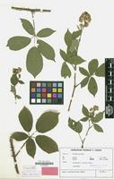 Isotype of Rubus conothyrsoides H.E.Weber [family ROSACEAE]