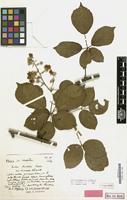 Lectotype of Rubus polyanthemus var. wittekindii Kük. [family ROSACEAE]