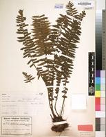 Filed as Asplenium protensum var. pseudohorridum Hieron. [family ASPLENIACEAE]