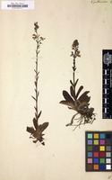 Filed as Veronica gentianoides [family SCROPHULARIACEAE]