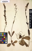 Filed as Veronica gentianoides [family SCROPHULARIACEAE]