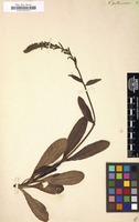 Filed as Veronica gentianoides [family SCROPHULARIACEAE]