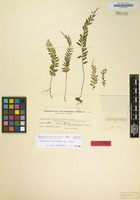 Isotype of Asplenium filipes Copel. [family POLYPODIACEAE]