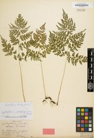 Isolectotype of Cystopteris sudetica A.Braun & Milde [family POLYPODIACEAE]