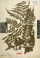Type of Diplazium griffithii T.Moore [family POLYPODIACEAE]