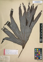 Type of Dipteris conjugata Reinw. [family DIPTERIDACEAE]