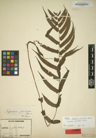 Isotype of Aspidium jaculosum Christ [family POLYPODIACEAE]