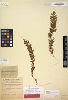 Holotype of Hymenophyllum holotrichum Peter [family HYMENOPHYLLACEAE]