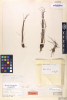 Isotype of Isoetes melanopoda sp. [family ISOETACEAE]