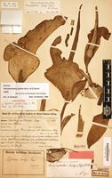 Holotype of Hydrosme goetzei Engl. [family ARACEAE]