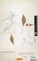 Type of Impatiens verdickii De Wild. [family BALSAMINACEAE]
