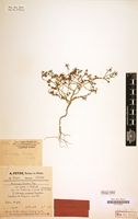 Paratype of Portulaca tenera Peter [family PORTULACACEAE]