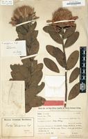 Type of Protea wentzeliana Engl. [family PROTEACEAE]