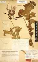 Holotype of Gonatopus latilobus Krause [family ARACEAE]