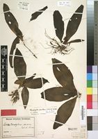 Type of Chlorophytum micans Engl. & K.Krause [family LILIACEAE]