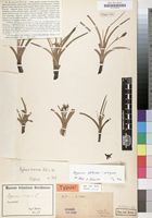 Type of Hypoxis arenosa Nel [family HYPOXIDACEAE]