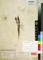 Isotype of Hydrothrix gardneri Hook.f. [family PONTEDERIACEAE]