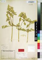 Type of Gomphrena acrotepala Suess. [family AMARANTHACEAE]