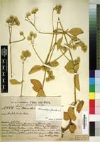 Type of Alternanthera flavida Suess. [family AMARANTHACEAE]