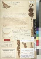 Holotype of Tillandsia cowellii Mez & N.L.Britton [family BROMELIACEAE]