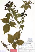 Type of Rubus braeuckeriformis H.E.Weber [family ROSACEAE]