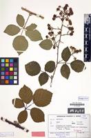 Isotype of Rubus anisacanthiopsis H.E.Weber [family ROSACEAE]