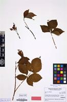 Isotype of Rubus nessensis subsp. cubirianus H.E.Weber [family ROSACEAE]