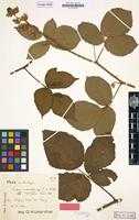 Isolectotype of Rubus macrostachys P.J.Müll. [family ROSACEAE]