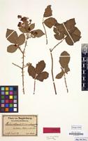 Type of Rubus langei G.Jens. ex Focke [family ROSACEAE]