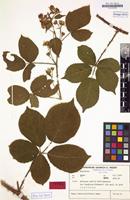 Isotype of Rubus tuberculatiformis H.E.Weber [family ROSACEAE]