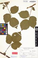 Isotype of Rubus stormanicus H.E.Weber [family ROSACEAE]