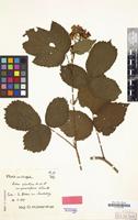 Isolectotype of Rubus silvaticus var. persiciflorus Kük. [family ROSACEAE]