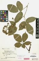 Lectotype of Rubus infestus var. angustifrons Kük. [family ROSACEAE]
