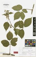 Isotype of Rubus adornatoides H.E.Weber [family ROSACEAE]