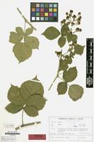 Isotype of Rubus franconicus H.E.Weber [family ROSACEAE]