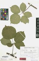 Type of Rubus crassidens H.E.Weber [family ROSACEAE]