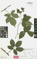 Isotype of Rubus conothyrsoides H.E.Weber [family ROSACEAE]