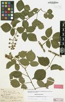 Isolectotype of Rubus menkei var. suborbicularis Ade & A.Schumach. [family ROSACEAE]